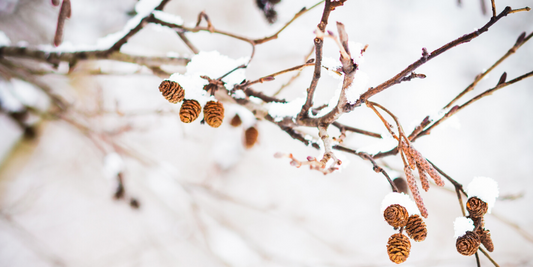 Winter Feng Shui Advice