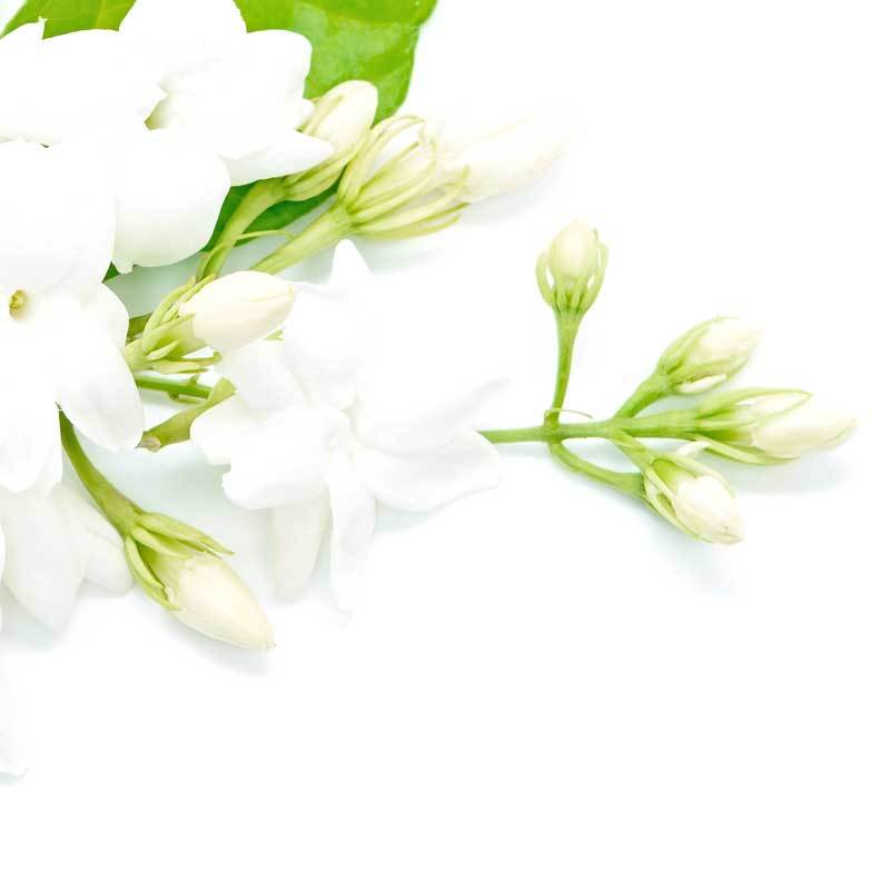 Jasmine Pure Essential Oil