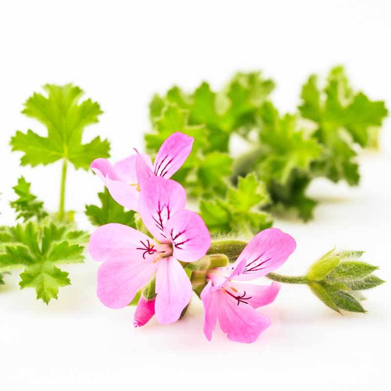 Rose Geranium Pure Essential Oil