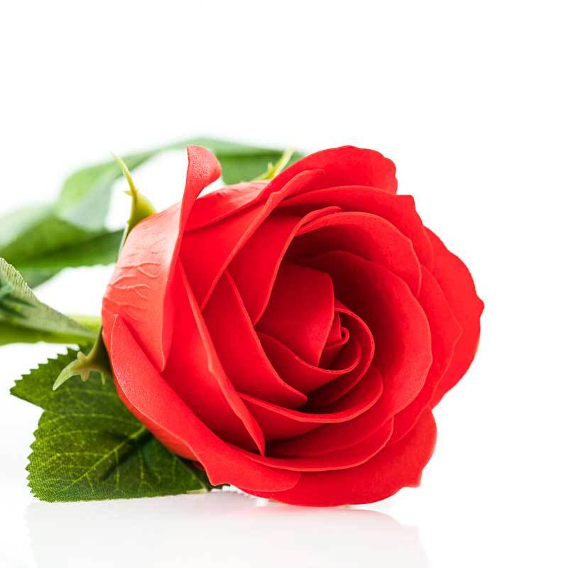 Rose Pure Essential Oil