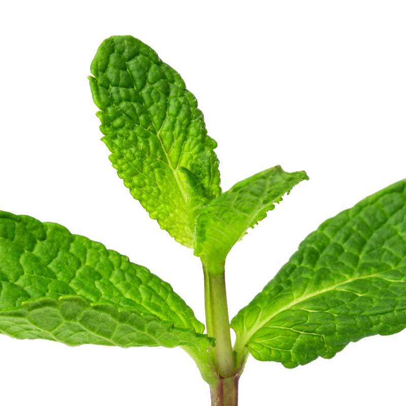 Spearmint Pure Essential Oil