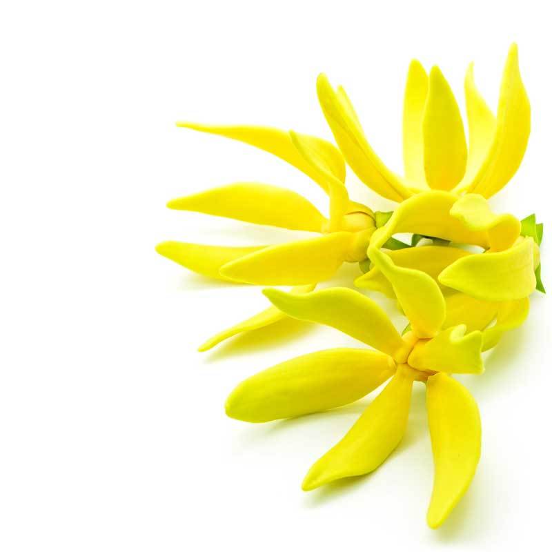 Ylang Ylang Pure Essential Oil