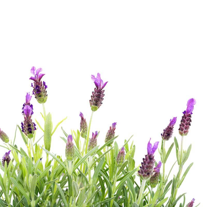 Lavender Pure Essential Oil