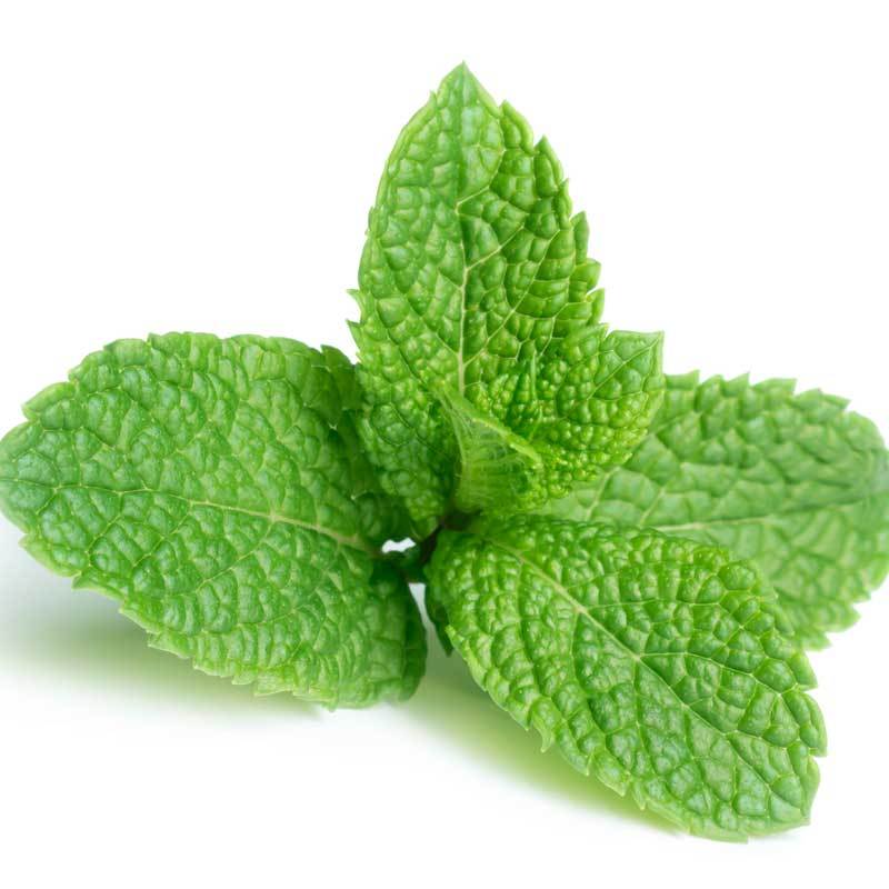 Peppermint Pure Essential Oil