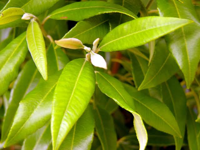 Lemon Myrtle Pure Essential Oil