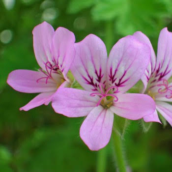 Rose Geranium Hand and Body Cream